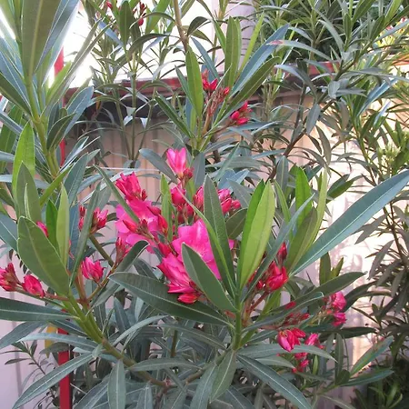 Guest house Bazis *